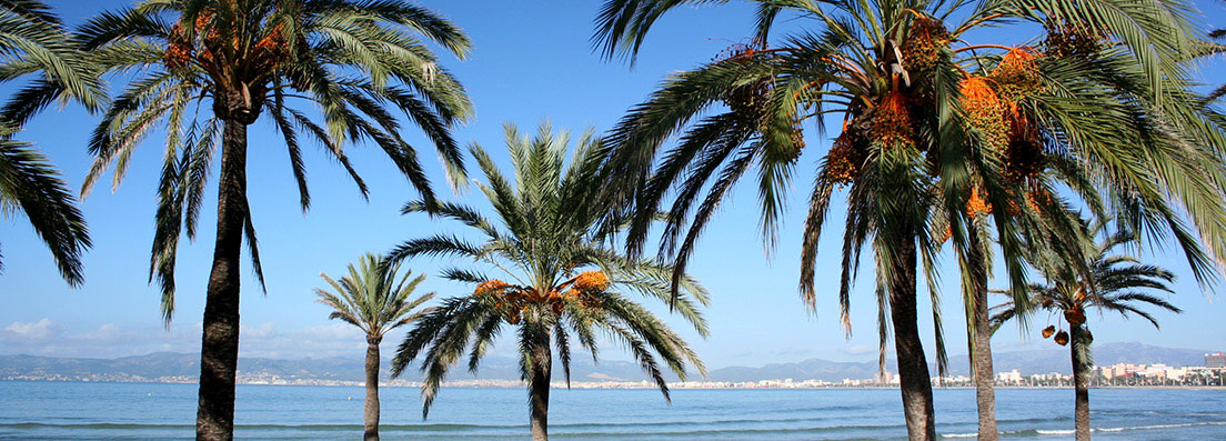 Palmiers en bord de plage